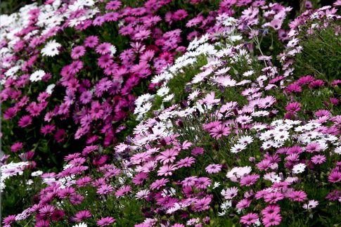 Γάζα: Δεκαεπτά χώρες, ανάμεσά τους <strong>η Σαουδική Αραβία, το Κατάρ και η Αίγυπτος</strong>, καλούν τη Χαμάς να παραδώσει τα όπλα