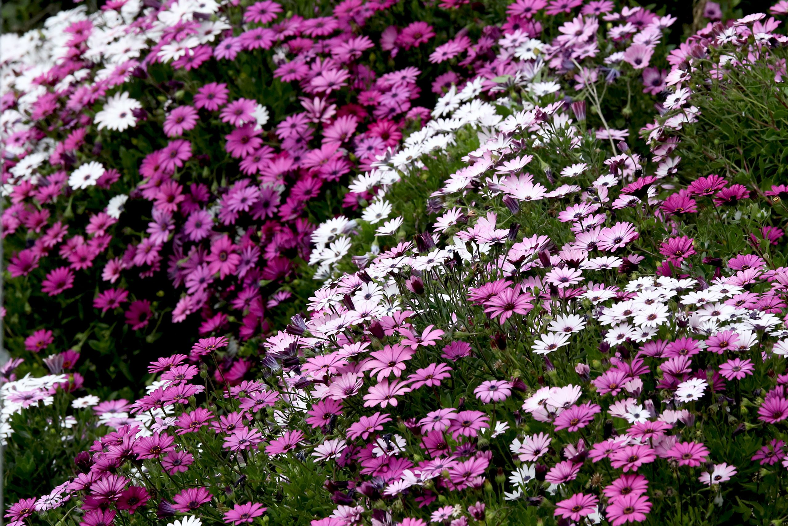 Εορτολόγιο: Ποιοι γιορτάζουν σήμερα, 25 Απριλίου