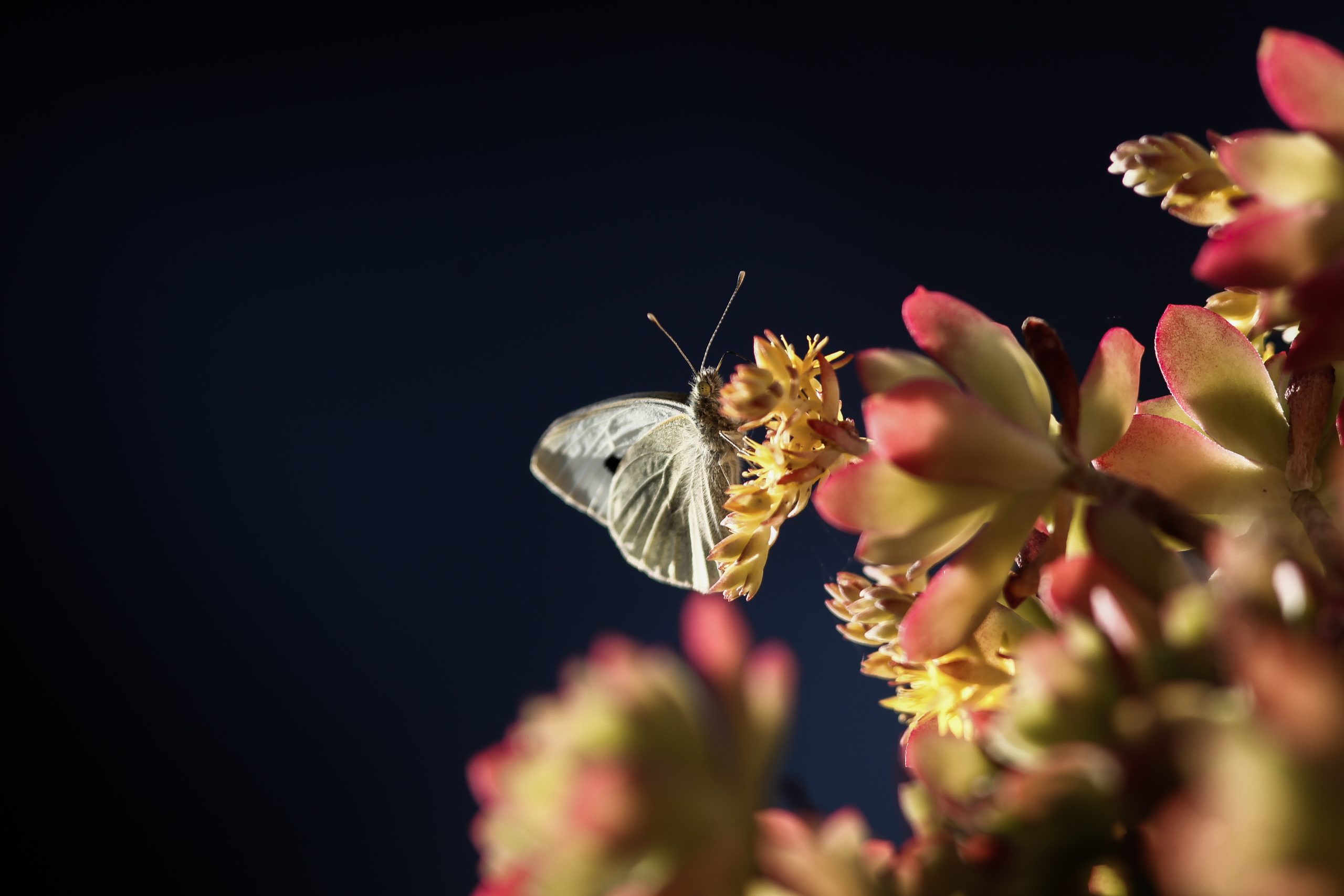 Καιρός: Άνοιξη με 27άρια, λιακάδες και βροχές –  Αναλυτική πρόγνωση από την Ο. Παπαβγούλη