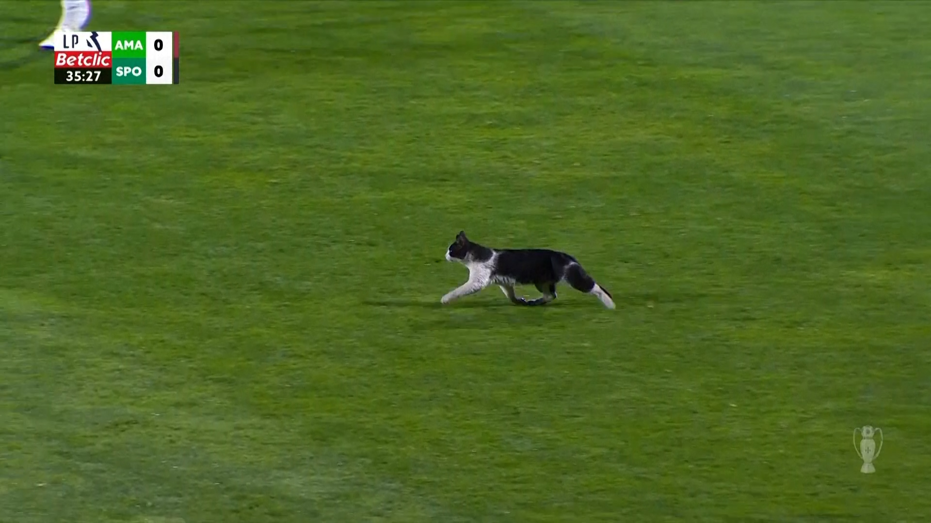 Πώς να κλέψεις την παράσταση: Η γάτα που διέκοψε αγώνα στην Πορτογαλία
