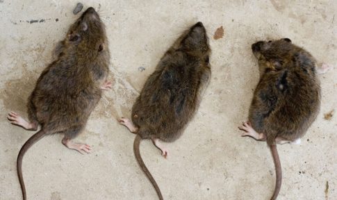 Στο στόχαστρο των Αρχών οργανωμένα κυκλώματα λαθροθηρίας στη Ζάκυνθο – Κατάσχεση όπλων και πυρομαχικών