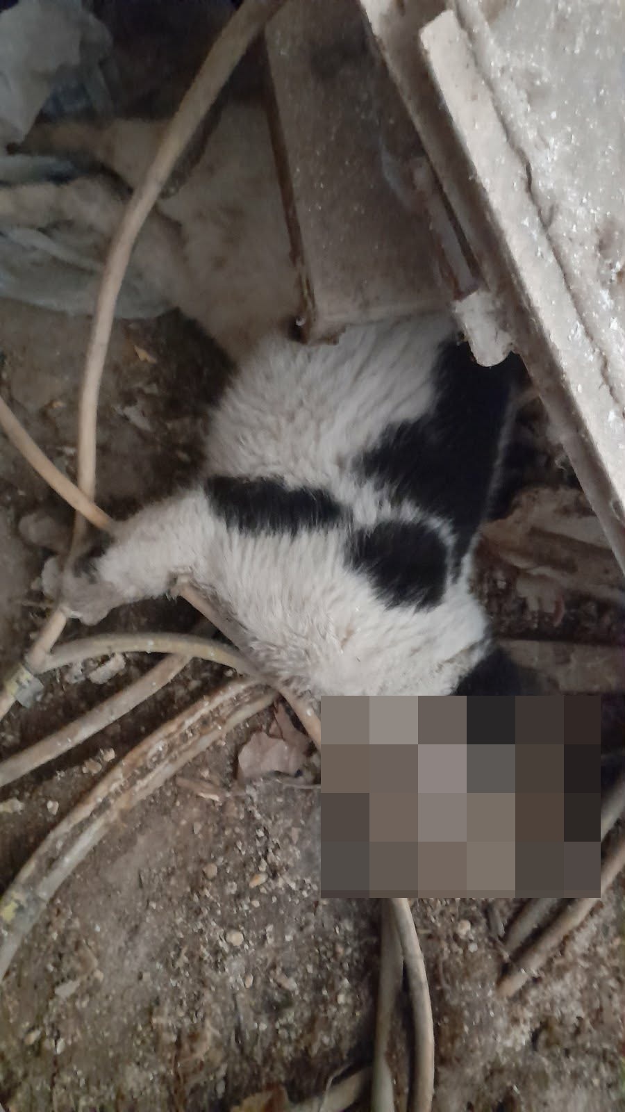 Μαζική δηλητηρίαση αδέσποτων γατών στη Λάρισα – Έρευνες για τον εντοπισμό των δραστών