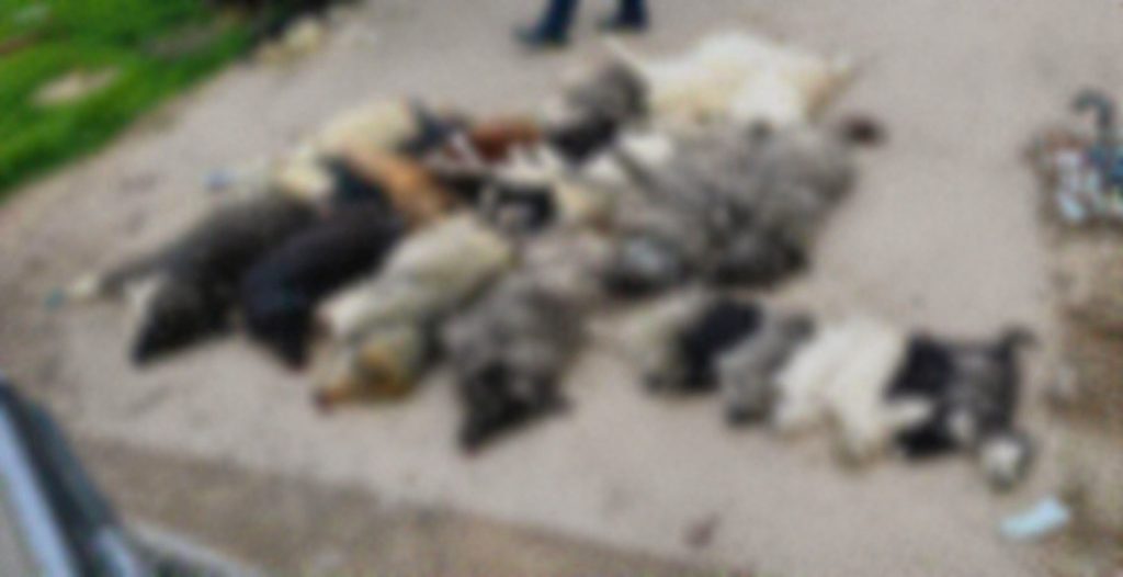 Μαζική θανάτωση σκύλων με δηλητηριασμένα δολώματα στον Βάβδο Χαλκιδικής