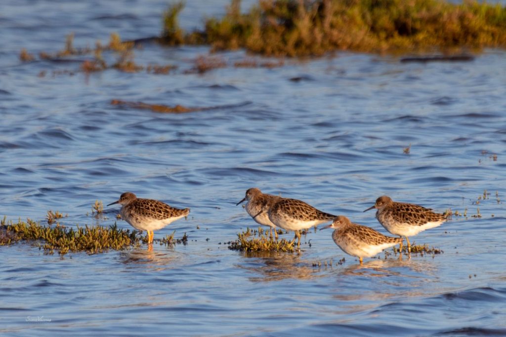 Πάρος: Ο υδροβιότοπος της Σάντα Μαρία “ζωντανεύει” ξανά