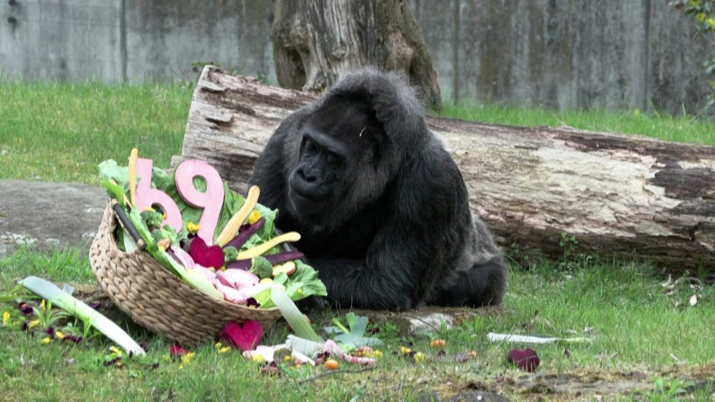 Βερολίνο: Η Φατού έγινε 69 ετών και είναι το γηραιότερο θηλυκό γοριλοειδές στον κόσμο
