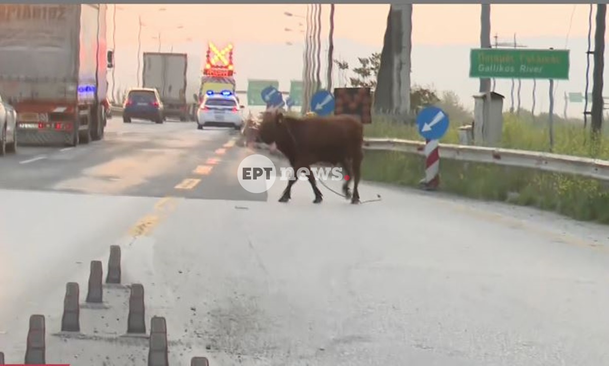 Θεσσαλονίκη: Αναστάτωση από ανεξέλεγκτη αγελάδα που έτρεχε στην Εθνική Οδό στο ύψος της Σίδνου