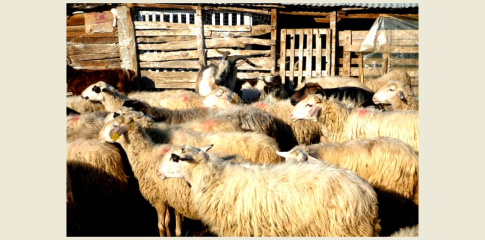 <strong>Ροδόπη: Μουσικές από τα ωδεία της πόλης ταξιδεύουν το κοινό της Κομοτηνής</strong>