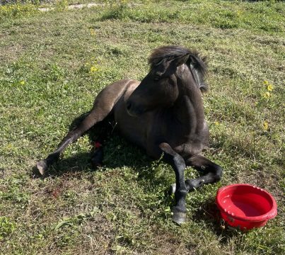 Ζάκυνθος: Σύλληψη 23χρονου πριν τη διεξαγωγή ποδοσφαιρικού αγώνα για κατοχή δύο φωτοβολίδων