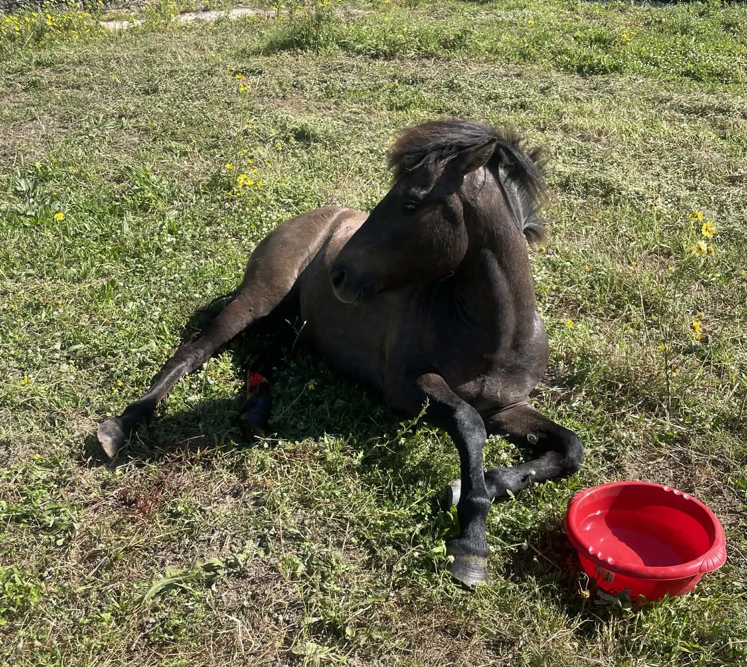 Κεφαλονιά: Ασυνείδητοι πυροβόλησαν άλογο. Υπέκυψε στα τραύματα του