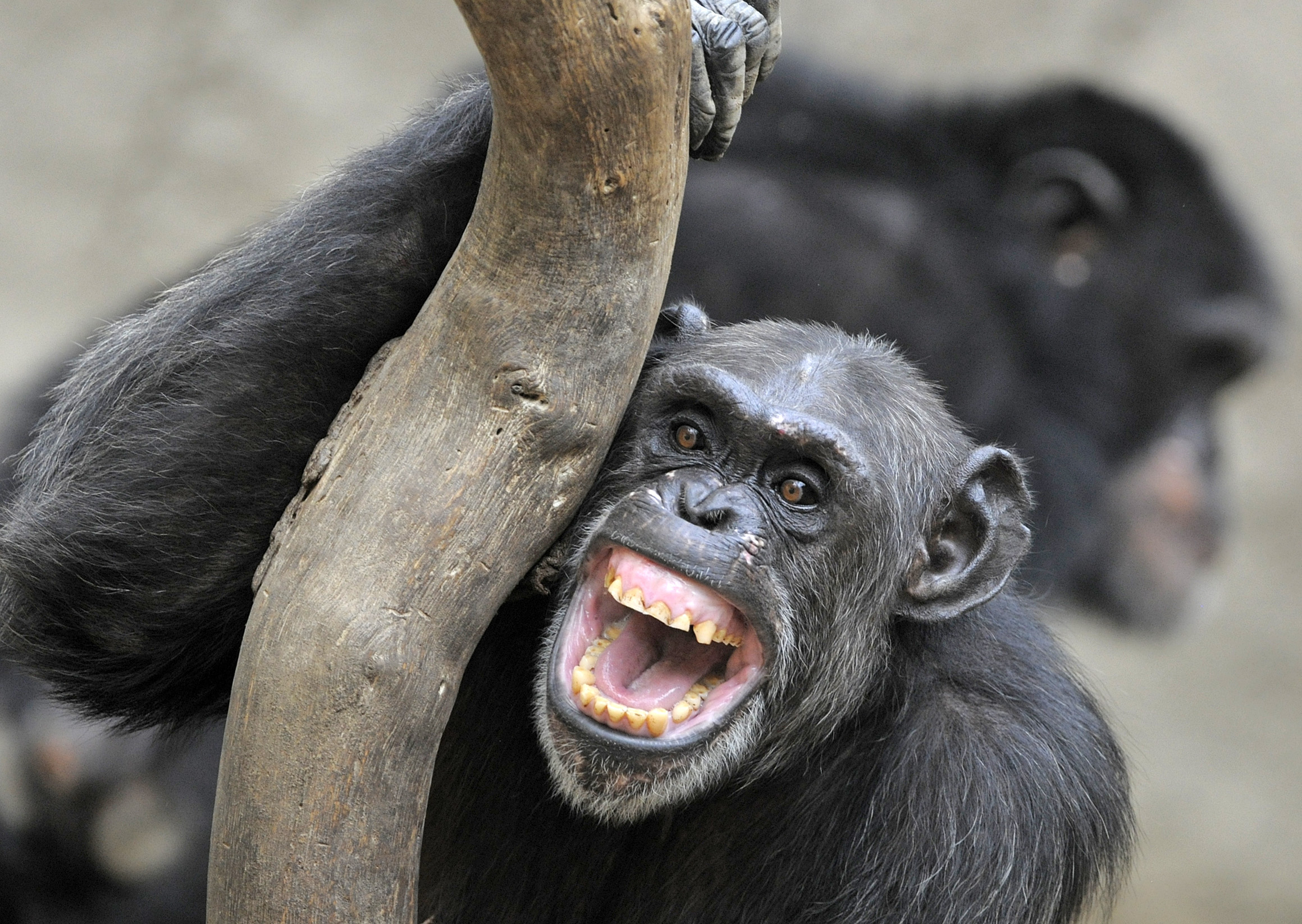 Οι χιμπατζήδες στην Ουγκάντα ​​βρίσκονται σε εμφύλιο πόλεμο και οι επιστήμονες δεν είναι σίγουροι για το πώς θα τελειώσει