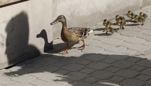Πρώτη μέρα στο σχολείο: Μια νέα αρχή και για τους γονείς