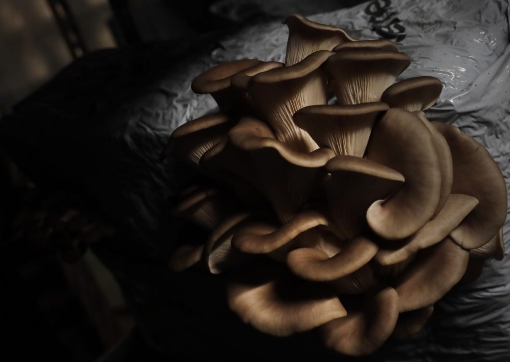 Συμπληρώματα μανιταριών: Κάνουν καλό στον εγκέφαλο;