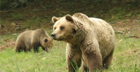 Πρεμιέρα του “<strong>Harvest”</strong>της Αθηνά Ραχήλ Τσαγγάρη στις ΗΠΑ από το MUBI