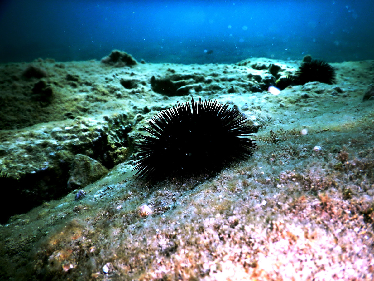 Αλεξανδρούπολη: Η παράνομη αλιεία πλήττει θαλάσσιο περιβάλλον και εισόδημα ψαράδων λέει ο πρόεδρος αλιέων Δ. Σαρίκας
