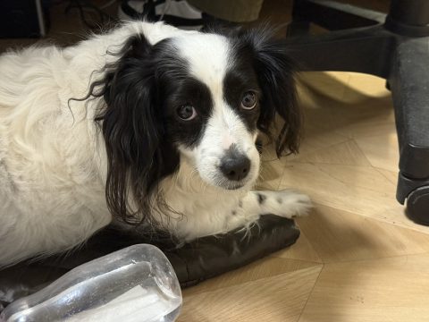 Ο εορτασμός της επετείου της 25<sup>ης</sup> Μαρτίου στην Αυστραλία