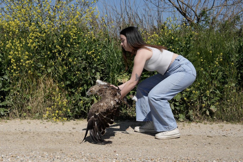 Θεσσαλονίκη: Άγρια πουλιά επανεντάχθηκαν σε Καλοχώρι και Κορώνεια