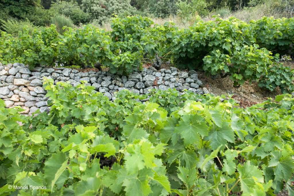 Οι τοπικοί συνεταιρισμοί πυλώνες οικονομίας και αρωγοί του τουρισμού – Η επιτυχία του ΕΟΣ Σάμου