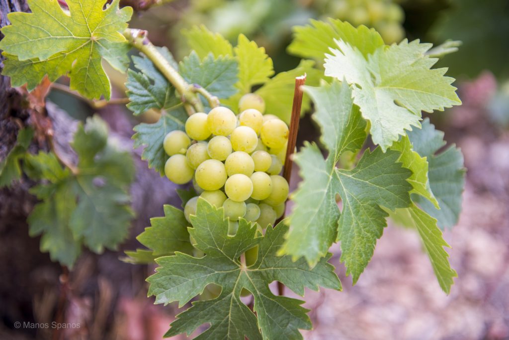 Οι τοπικοί συνεταιρισμοί πυλώνες οικονομίας και αρωγοί του τουρισμού – Η επιτυχία του ΕΟΣ Σάμου