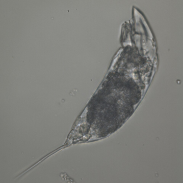 <strong>Εκδήλωση του ΣΥΡΙΖΑ-ΠΣ Μαγνησίας με ομιλητή τον γραμματέα της Κ.Ε. Στέργιο Καλπάκη</strong>