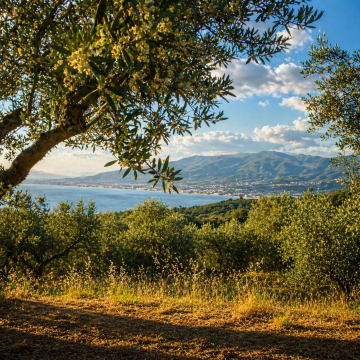 <strong>Με διακρίσεις στο Βαλκανικό οι αθλητές του Ναυτικού Ομίλου Ιωαννίνων</strong>