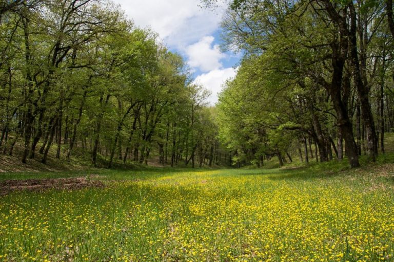Ανοιξιάτικη πεζοπορία του ΕΟΣ Καλαμάτας Δάσος Φολόης