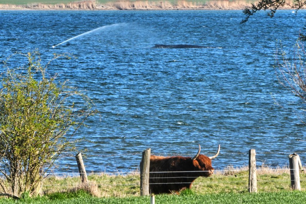Αγωνιώδεις προσπάθειες για τη διάσωση της Τίμι, της φάλαινας που έχει εγκλωβιστεί σε παράλια της Βαλτικής από τις 23 Μαρτίου