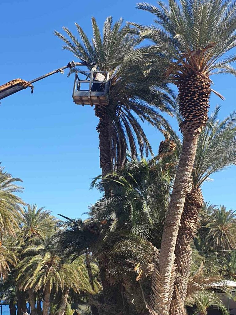 Φοινικόδασος Βάι: Ανησυχία για το κόκκινο σκαθάρι – Εντατικοί έλεγχοι και ψεκασμοί