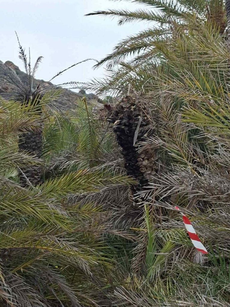 Φοινικόδασος Βάι: Ανησυχία για το κόκκινο σκαθάρι – Εντατικοί έλεγχοι και ψεκασμοί