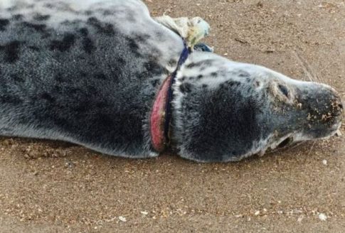 Ζητούν απαντήσεις για τη ρύπανση στο λιμάνι του Βόλου – Δειγματοληψίες έγιναν από ΟΛΒ και ΔΕΥΑΜΒ