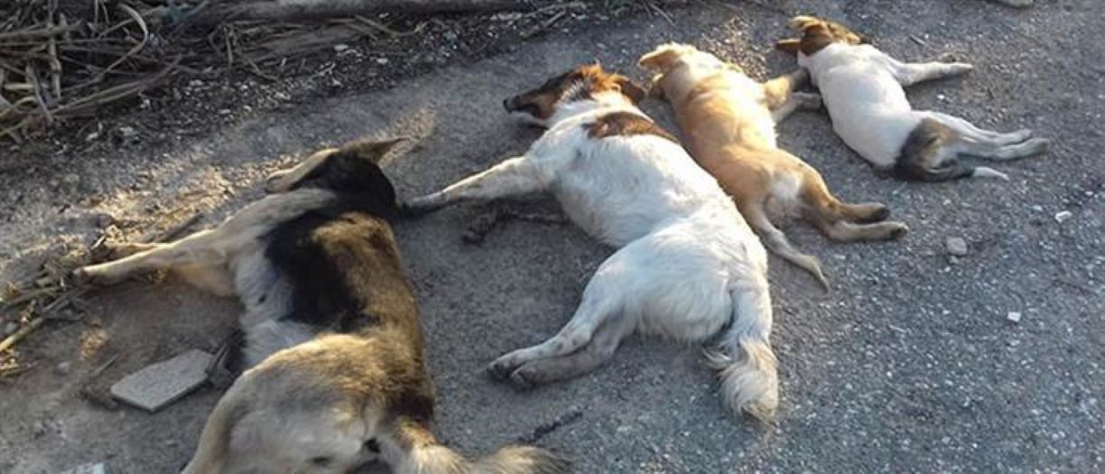 Ελασσόνα: Σκόρπισαν τον θάνατο με φόλες σε τέσσερα σκυλιά