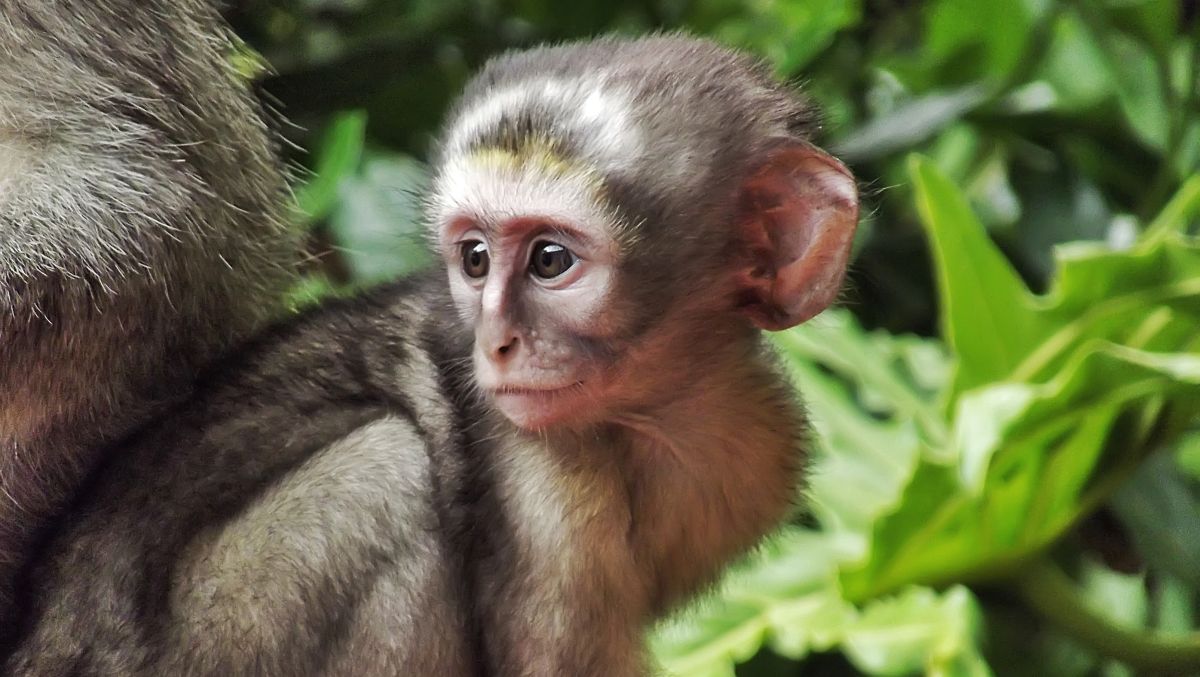 Παράνομο εμπόριο άγριας ζωής με κωδικούς και ψεύτικες αγγελίες σε ομάδες του Facebook