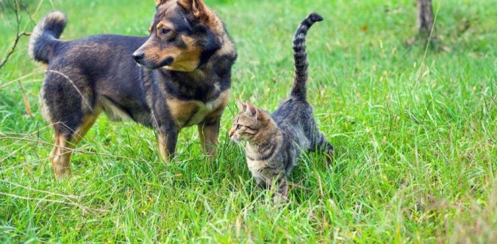 Παγκόσμια Ημέρα Αδέσποτων Ζώων: Καμπάνια ενημέρωσης από Περιφέρεια Αττικής και Ειδική Γραμματεία για την Προστασία των Ζώων Συντροφιάς