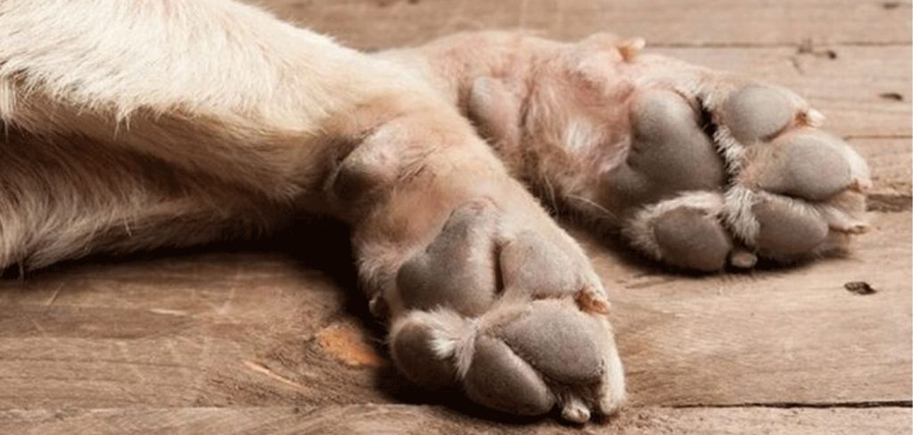 Παγκόσμια Ημέρα Αδέσποτων Ζώων: Καμπάνια ενημέρωσης από Περιφέρεια Αττικής και Ειδική Γραμματεία για την Προστασία των Ζώων Συντροφιάς