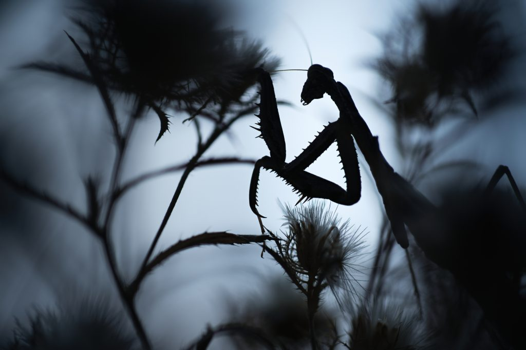 “Μικρές Ιεροτελεστίες της Άνοιξης – Ένα Ρέκβιεμ από το Μέλλον” στο Λόφος Art Project