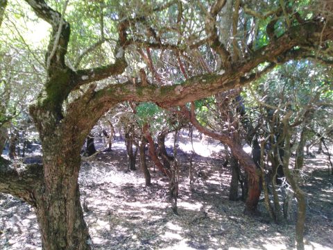 Σύσκεψη στη Μυτιλήνη για τον αφθώδη πυρετό – 57 τα κρούσματα στη Λέσβο