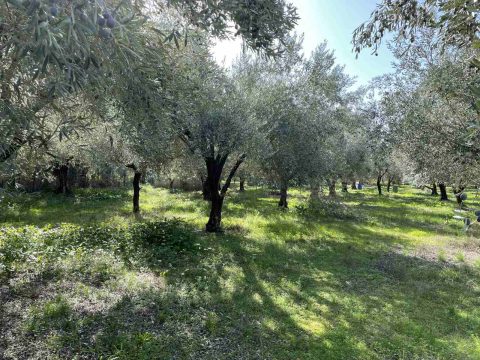 Αποκλεισμένο το λιμάνι της Μυτιλήνης από κτηνοτρόφους – Εκτός πλοίου 700 επιβάτες