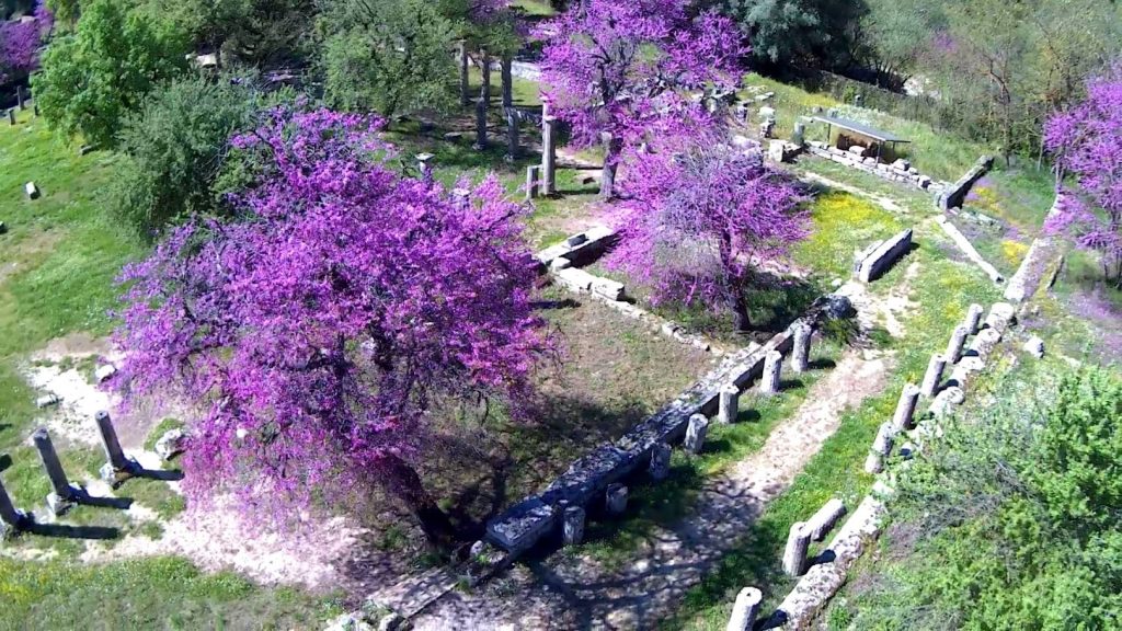 Οι κουτσουπιές ομόρφυναν την Αρχαία Ολυμπία