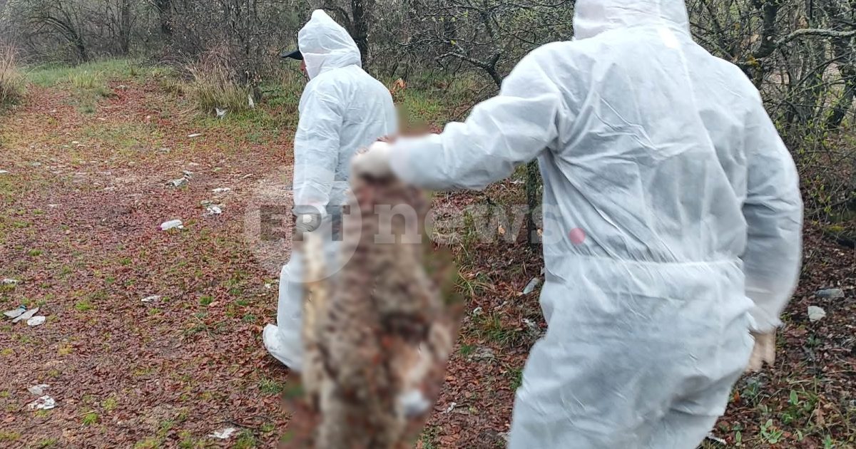 Νεκρά πρόβατα εντοπίστηκαν σε πλαγιά στην Πτελέα Κοζάνης – Συναγερμός στις Αρχές