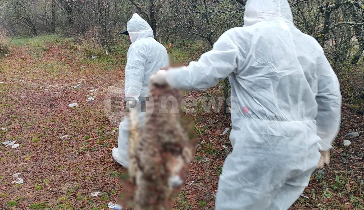Καστοριά: Κρούσμα ευλογιάς των αιγοπροβάτων στο Γέρμα