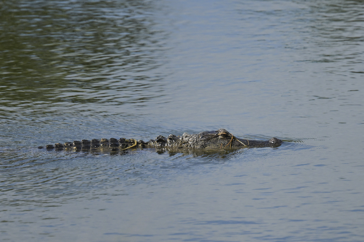 Κτηνωδία στη Γαλλία: Κροκόδειλος βρέθηκε νεκρός δεμένος με αλυσίδες και βαρίδια, μέσα σε υπνόσακο  ​