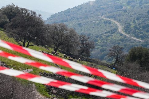 Δήμαρχος Πολυγύρου Χαλκιδικής στο ΕΡΤnews Radio 105,8 για τη θανάτωση 21 σκύλων στον Βάβδο: Δεν έχω λόγια – Ανάγκη για ενημέρωση και ευαισθητοποίηση