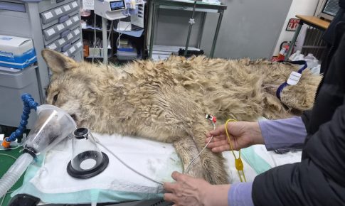 Καλαμάτα: Σύλληψη 20χρονου με 2.000 κροτίδες και δυναμίτες – Είχε συλληφθεί ξανά τη  Μ. Εβδομάδα