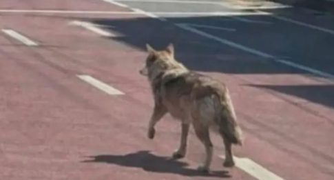 Έγκυος και πρόσφυγας </br> εν καιρώ πανδημίας