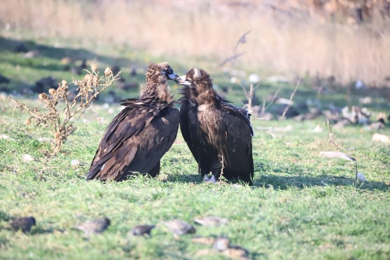 Έβρος: Δάσος Δαδιάς και Μαυρόγυπας το θέμα του 21ου Νηπιαγωγείου  Σταυρούπολης σε Πανελλήνιο Διαγωνισμό Ρομποτικής - ertnews.gr