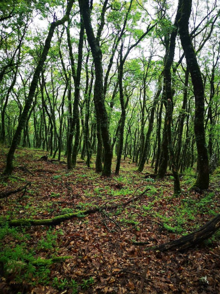 Ipsilantis Trail: 5ος αγώνας δρόμου στις μοναδικές ορεινές διαδρομές του Ελικώνα Βοιωτίας