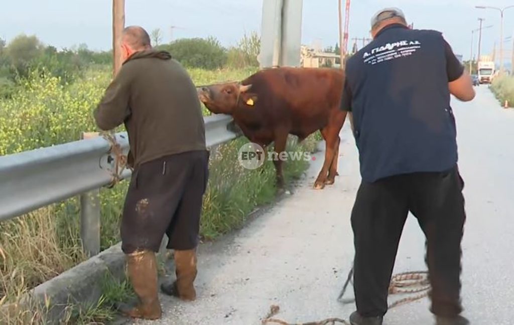 Θεσσαλονίκη: Αναστάτωση από ανεξέλεγκτη αγελάδα που έτρεχε στην Εθνική Οδό στο ύψος της Σίδνου