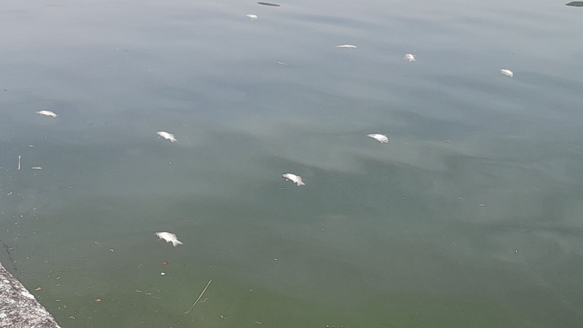 Δήμος Ιωαννιτών: Καμία εναπόθεση νεκρών ψαριών στη λίμνη Παμβώτιδα – Απάντηση στις καταγγελίες