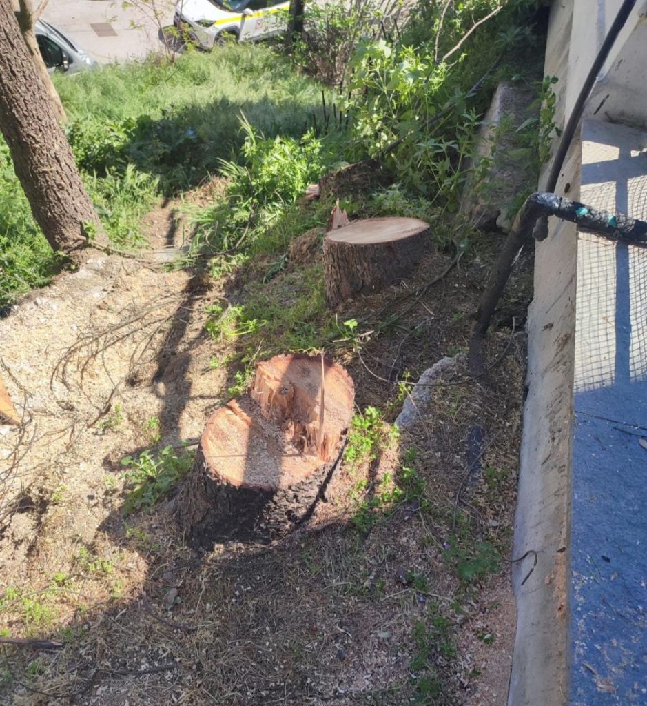 Σέρρες: Σύλληψη και πρόστιμο 3.000 ευρώ για παράνομη υλοτομία στην περιοχή Καλλιθέας