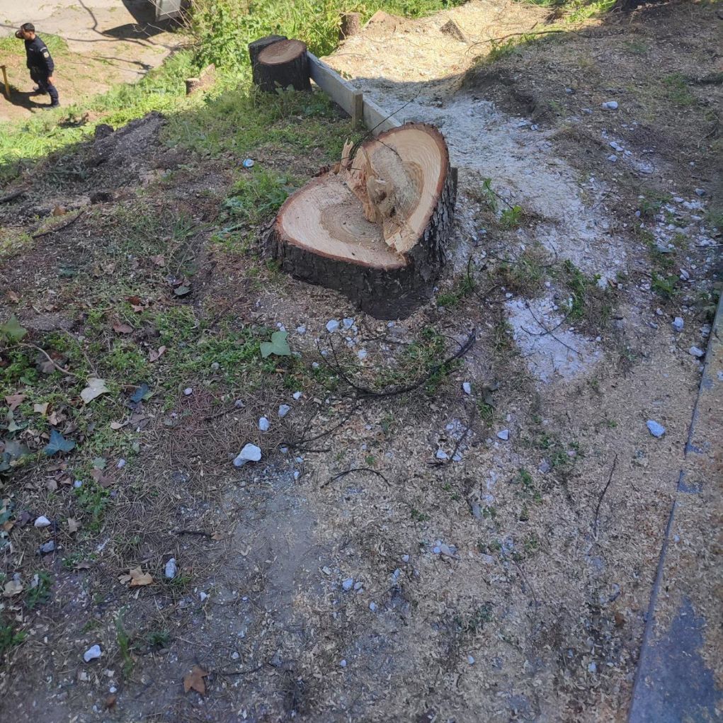 Σέρρες: Σύλληψη και πρόστιμο 3.000 ευρώ για παράνομη υλοτομία στην περιοχή Καλλιθέας
