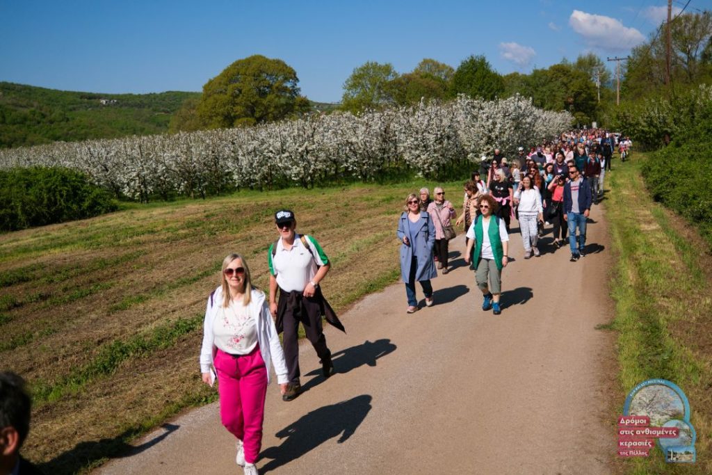 Μάγεψαν οι ανθισμένες κερασιές της Πέλλας